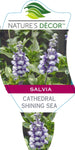 Salvia Shining Sea