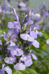 Salvia So Cool Lilac