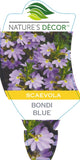 Scaevola Bondi Blue