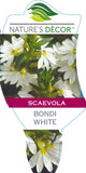 Scaevola Bondi White