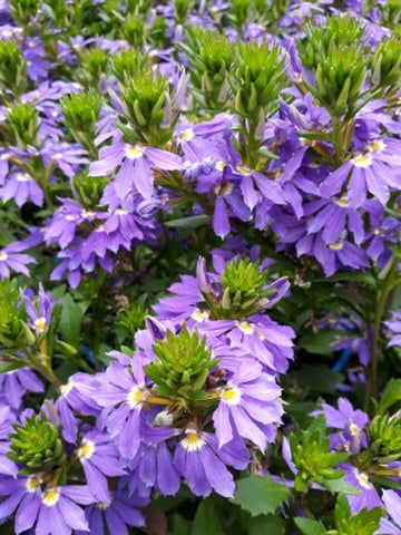 Scaevola Fairy Blue