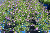 Scaevola Fairy Blue