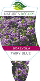 Scaevola Fairy Blue