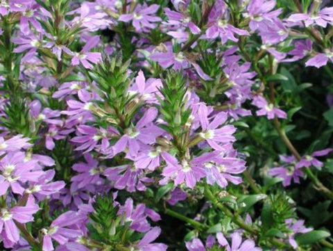 Scaevola Fan Dancer