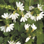 Scaevola White Carpet