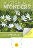 Scaevola White Carpet