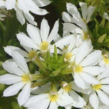 Scaevola White Wonder