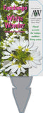 Scaevola White Wonder