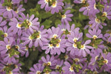 Scaevola aemula Aussie Crawl