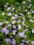 Scaevola aemula Mauve Clusters