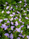 Scaevola aemula Mauve Clusters