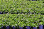 Scaevola aemula Mauve Clusters