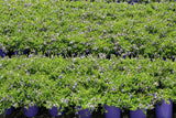 Scaevola aemula Mauve Clusters