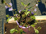 Scaevola aemula Purple Fanfare