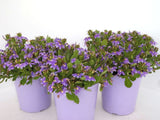 Scaevola aemula Purple Fanfare