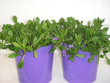 Scaevola aemula Purple Fanfare