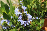 Scaevola crassifolia Aussie Spirit