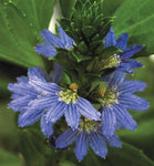 Scaevola crassifolia Aussie Spirit