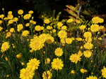 Schoenia filifolia ssp subulifolia