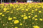 Schoenia filifolia ssp subulifolia