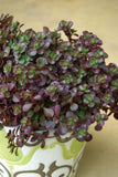 Sedum Chocolate Blob