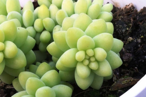 Sedum Donkey Tail