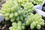 Sedum Donkey Tail