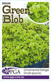 Sedum Green Blob