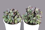 Sedum Plum Dazzled