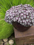 Sedum Purple Blob