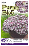 Sedum Purple Blob