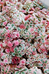 Sedum Rainbow Blob