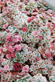 Sedum Rainbow Blob