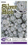 Sedum Silver Blob