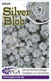 Sedum Silver Blob