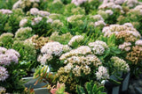 Sedum Thundercloud