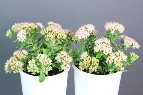 Sedum Thundercloud