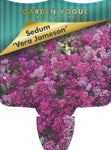 Sedum Vera Jameson