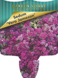 Sedum Vera Jameson