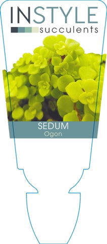 Sedum makinoi Ogon