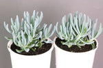 Senecio serpens (dwarf)