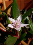 Sesuvium portulacastrum (Tucker Bush Sea Purslane)