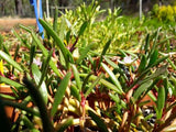 Sesuvium portulacastrum (Tucker Bush Sea Purslane)