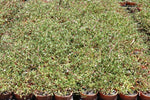 Sesuvium portulacastrum (Tucker Bush Sea Purslane)