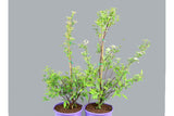 Spiraea cantoniensis Lanceata