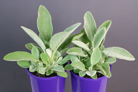 Stachys lanata