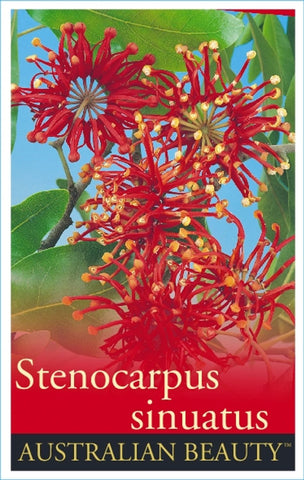 Stenocarpus sinuatus