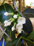 Stephanotis floribunda