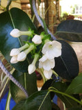 Stephanotis floribunda