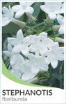 Stephanotis floribunda